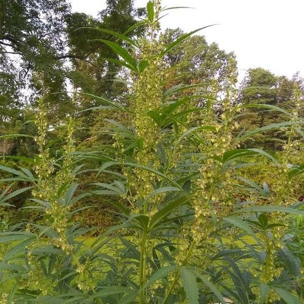 Cannabis sativa Flower