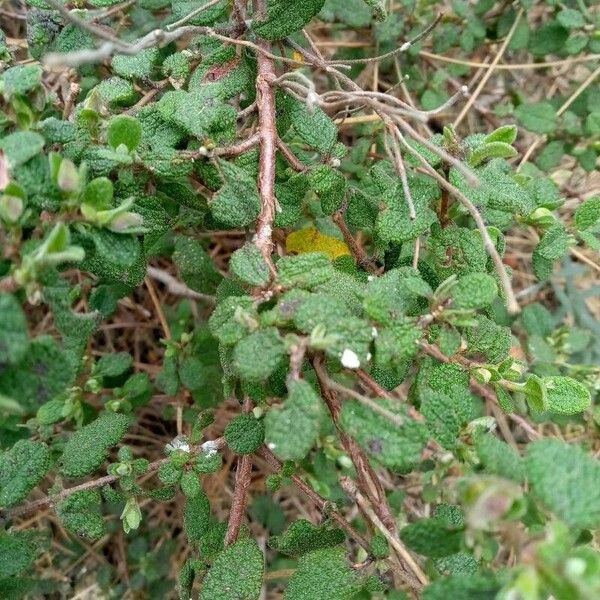 Cistus salviifolius Feuille