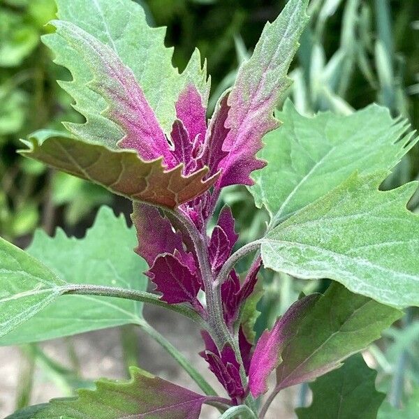 Chenopodium giganteum Квітка