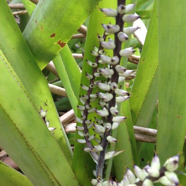 Bromelia karatas Fruit