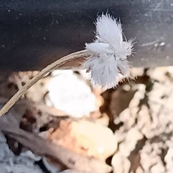 Plantago lagopus Blüte