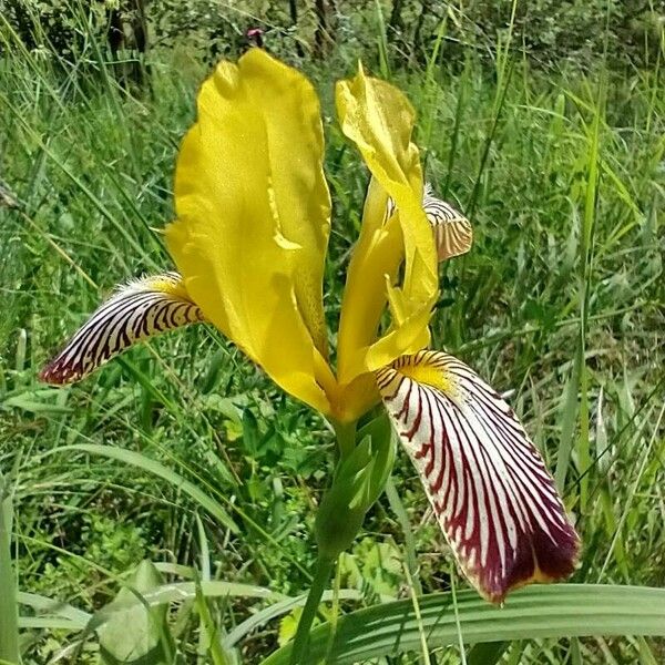 Iris variegata Flor