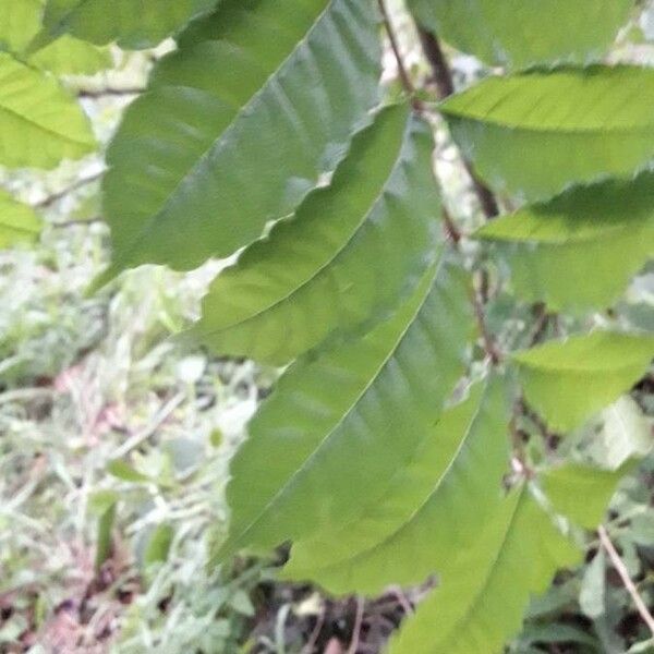 Zanthoxylum caribaeum Lapas