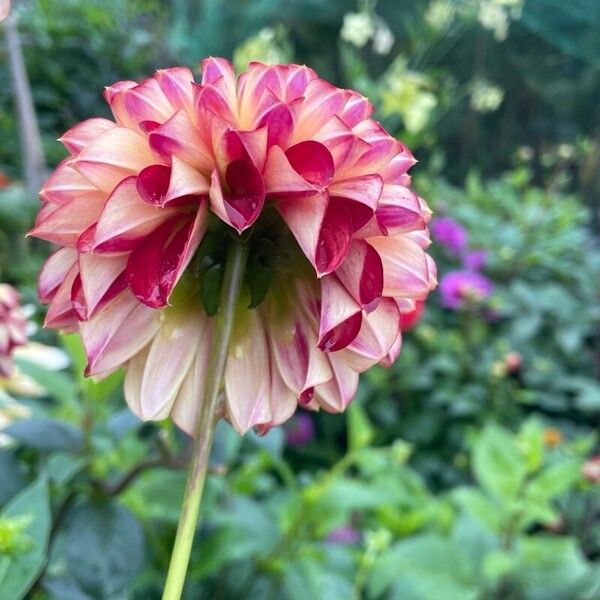 Dahlia pinnata Çiçek