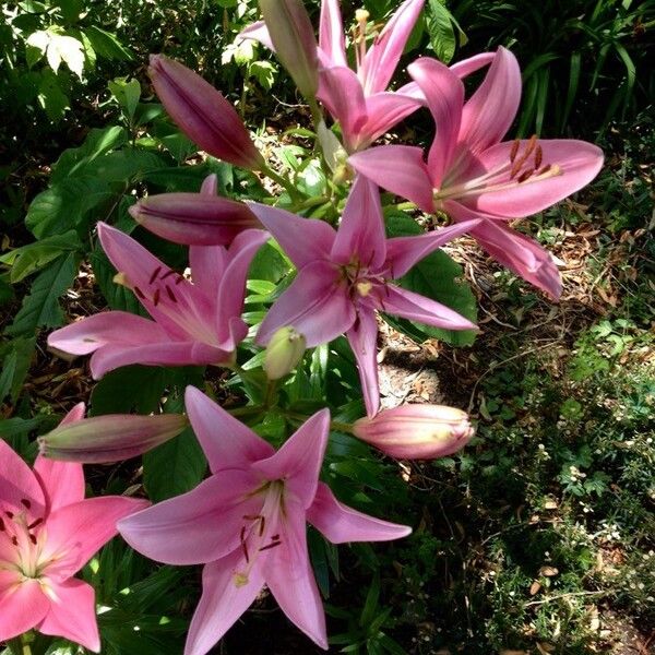 Lilium bulbiferum Flower