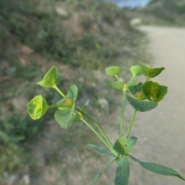 Euphorbia segetalis বাকল