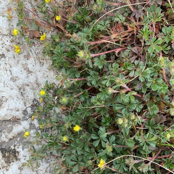 Potentilla pedata Annet