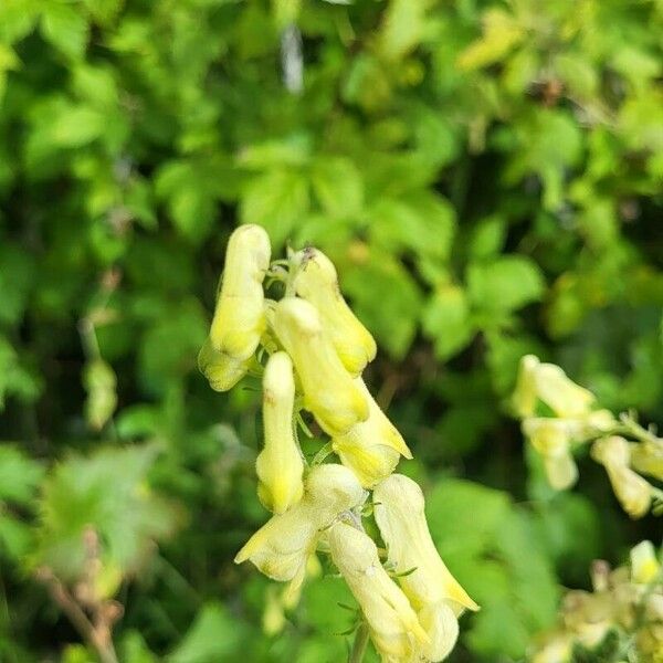 Aconitum lycoctonum Blodyn