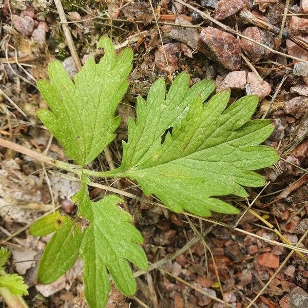 Potentilla norvegica পাতা