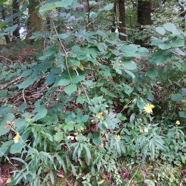 Hieracium umbellatum Habit