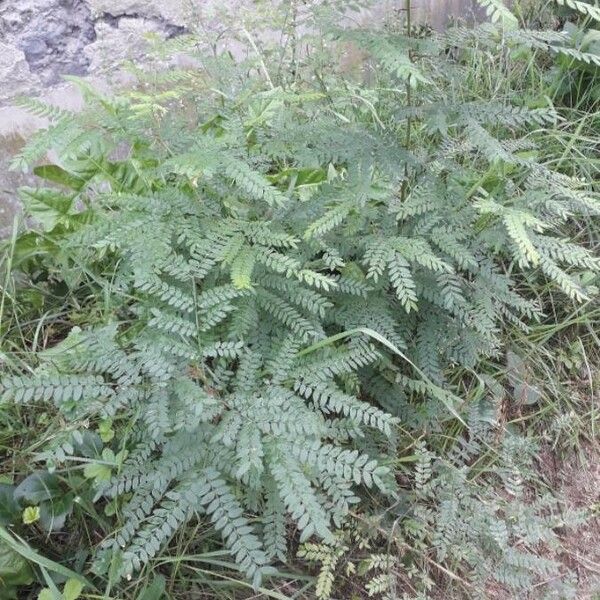 Gleditsia triacanthos পাতা