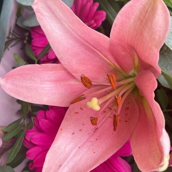 Lilium longiflorum Flower