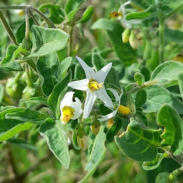 Solanum chenopodioides Blüte