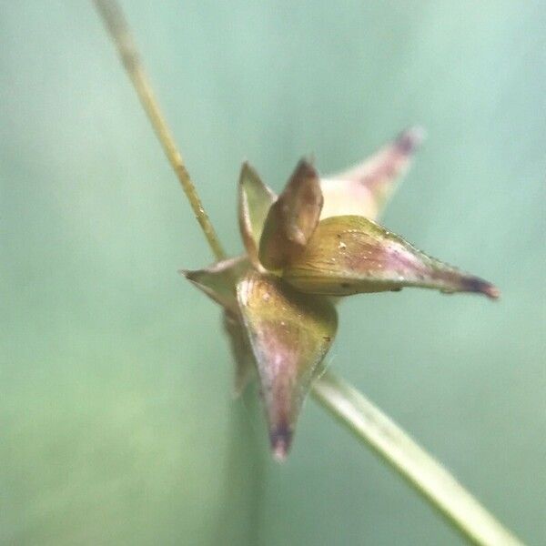 Carex echinata Virág