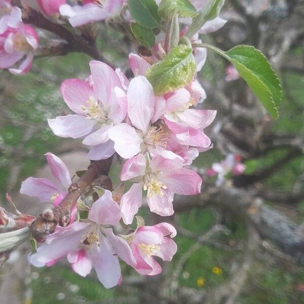 Malus sylvestris Cvet