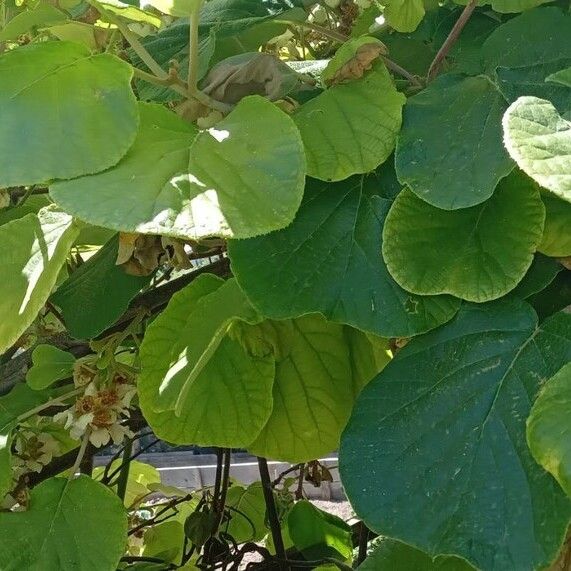 Actinidia chinensis Folio