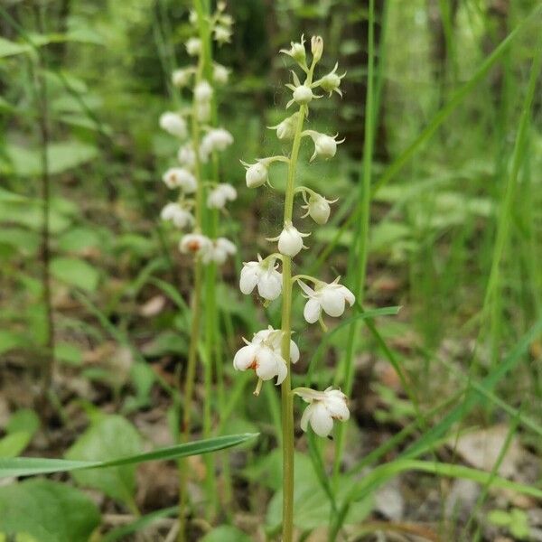 Pyrola rotundifolia Floare