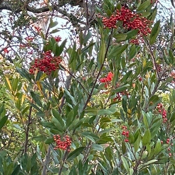 Photinia arbutifolia Frutto