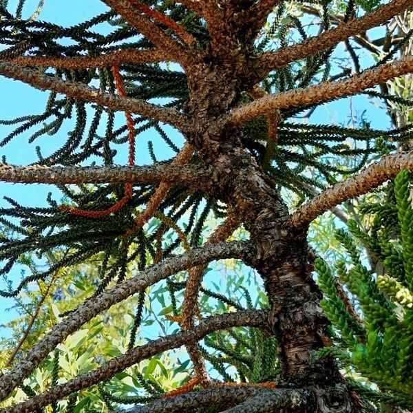 Araucaria laubenfelsii Bark