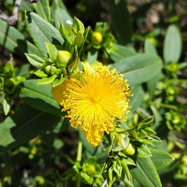 Hypericum prolificum Flor