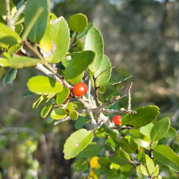 Ilex vomitoria Frukto