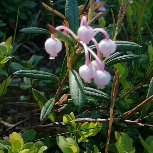 Andromeda polifolia Flower