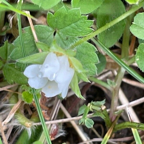 Potentilla sterilis Flower