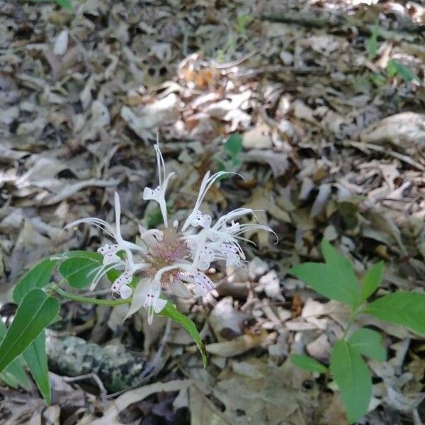 Monarda clinopodia Kwiat