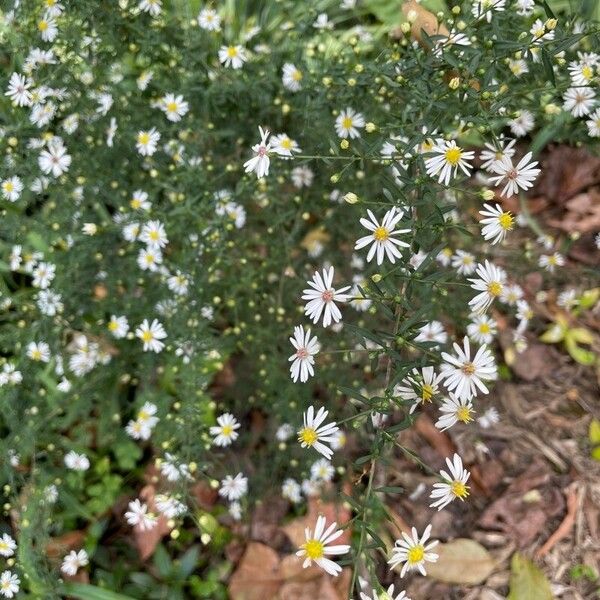 Symphyotrichum ericoides Цветок