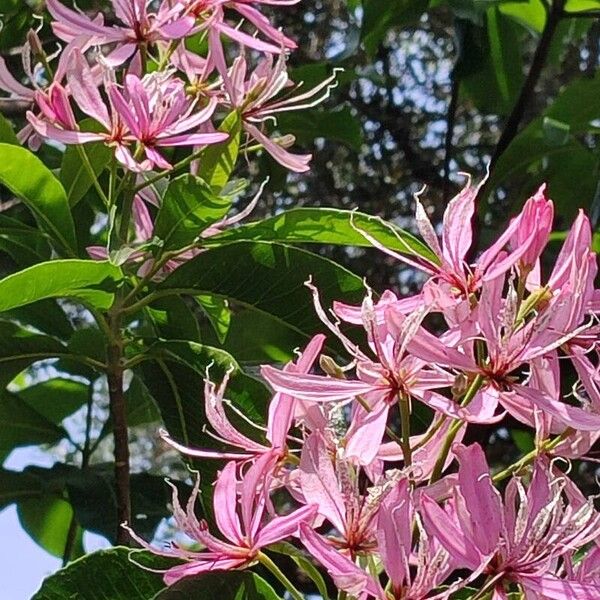 Calodendrum capense പുഷ്പം