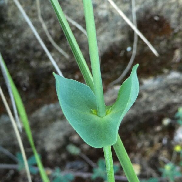 Blackstonia perfoliata 葉