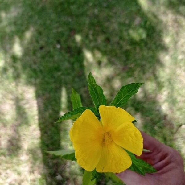 Turnera ulmifolia Flower