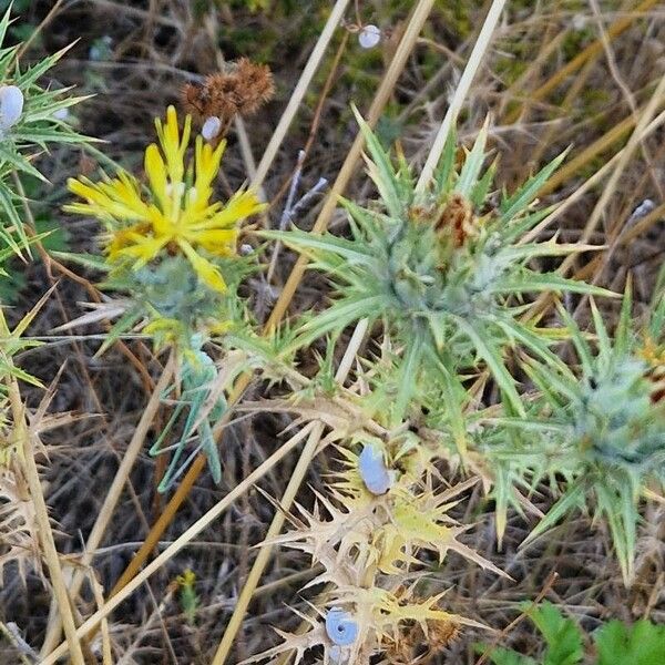 Carthamus lanatus Fleur