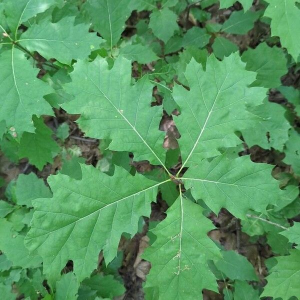 Quercus velutina पत्ता