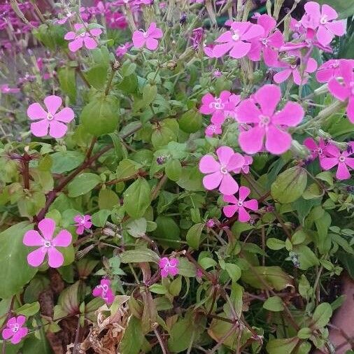 Saponaria ocymoides Liść