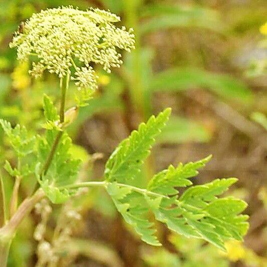 Seseli libanotis Flower