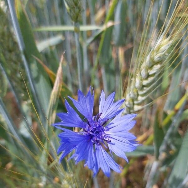 Centaurea cyanus Blomma