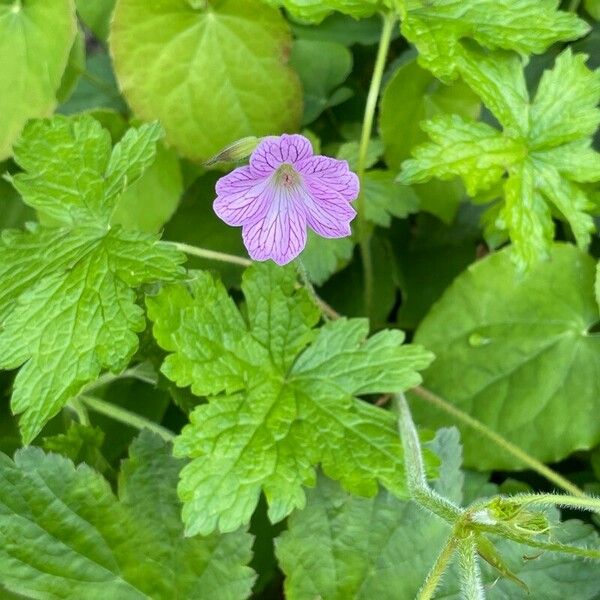 Geranium × oxonianum Floare