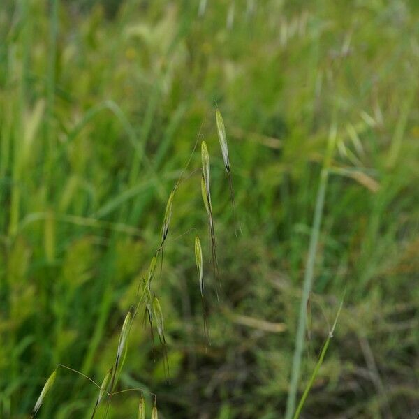 Avena barbata Plod