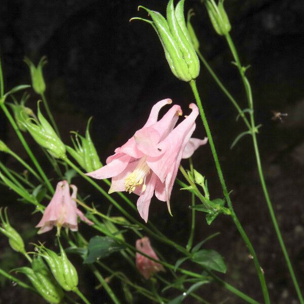 Aquilegia vulgaris Flor