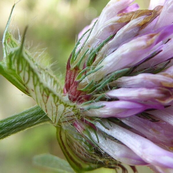 Trifolium pratense ᱮᱴᱟᱜ