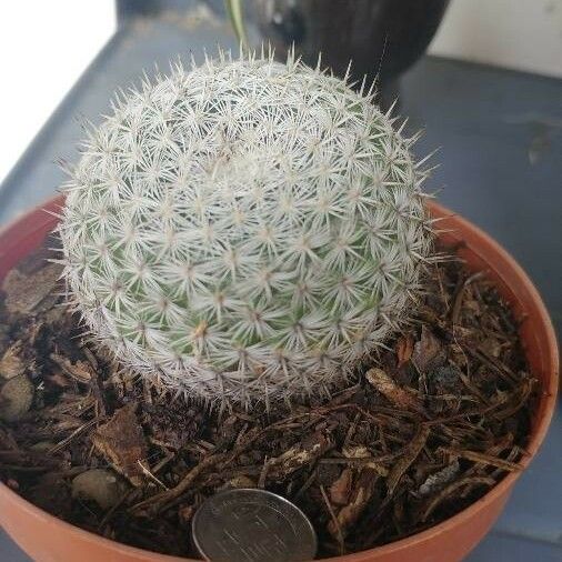 Mammillaria lasiacantha Flor