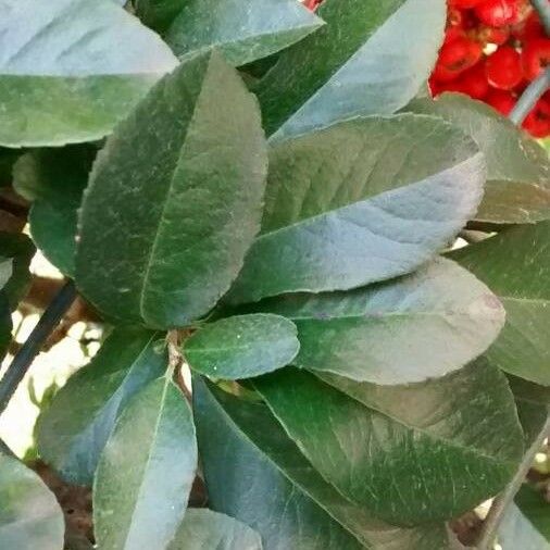 Ilex vomitoria 葉