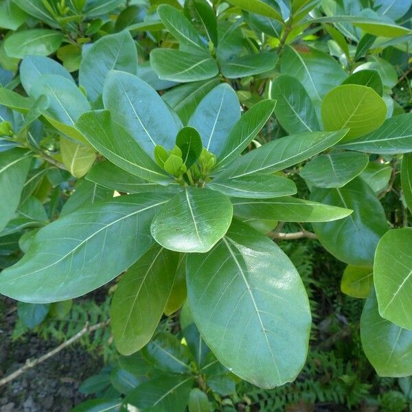 Gardenia taitensis Other