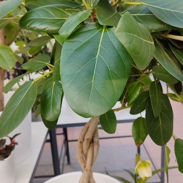 Ficus benghalensis 整株植物