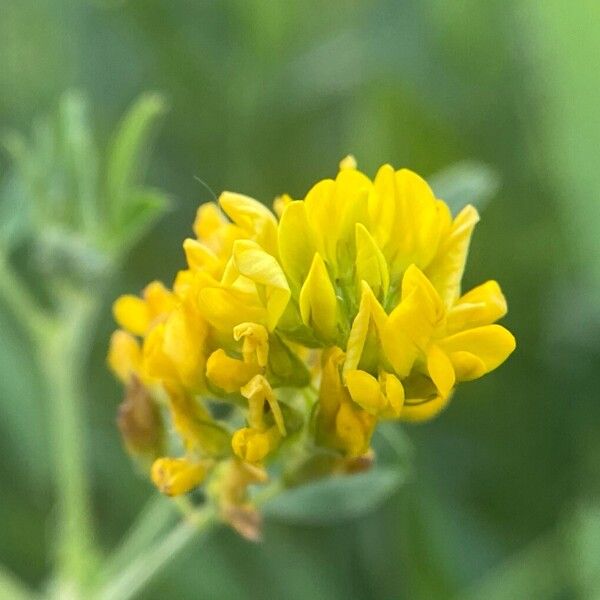 Medicago falcata Fleur