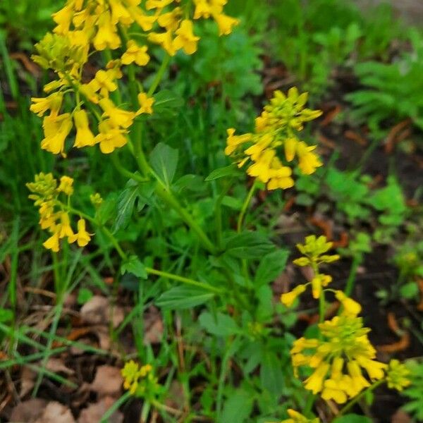 Barbarea orthoceras Blüte