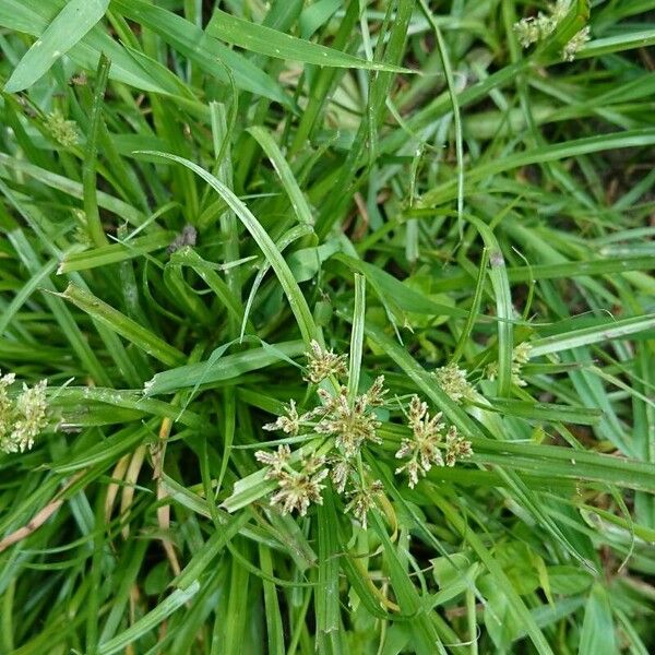 Cyperus fuscus Flower