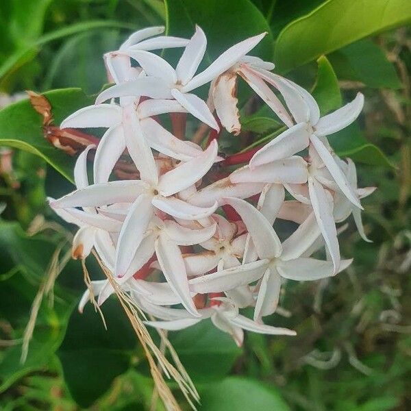 Carissa spinarum Flower