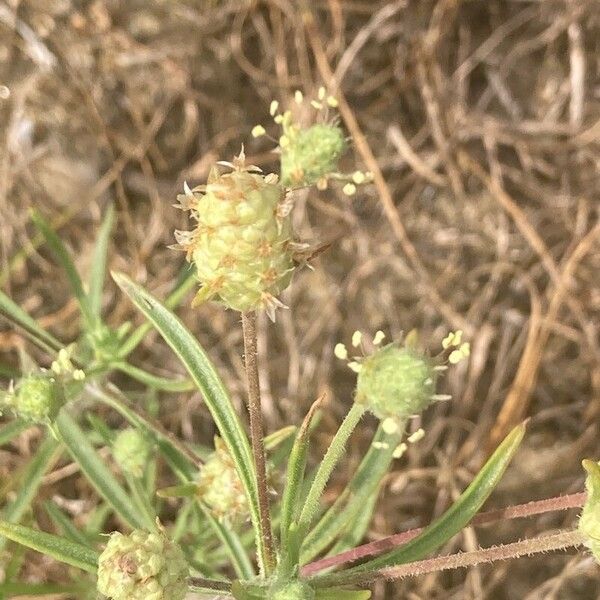 Plantago arenaria Flor